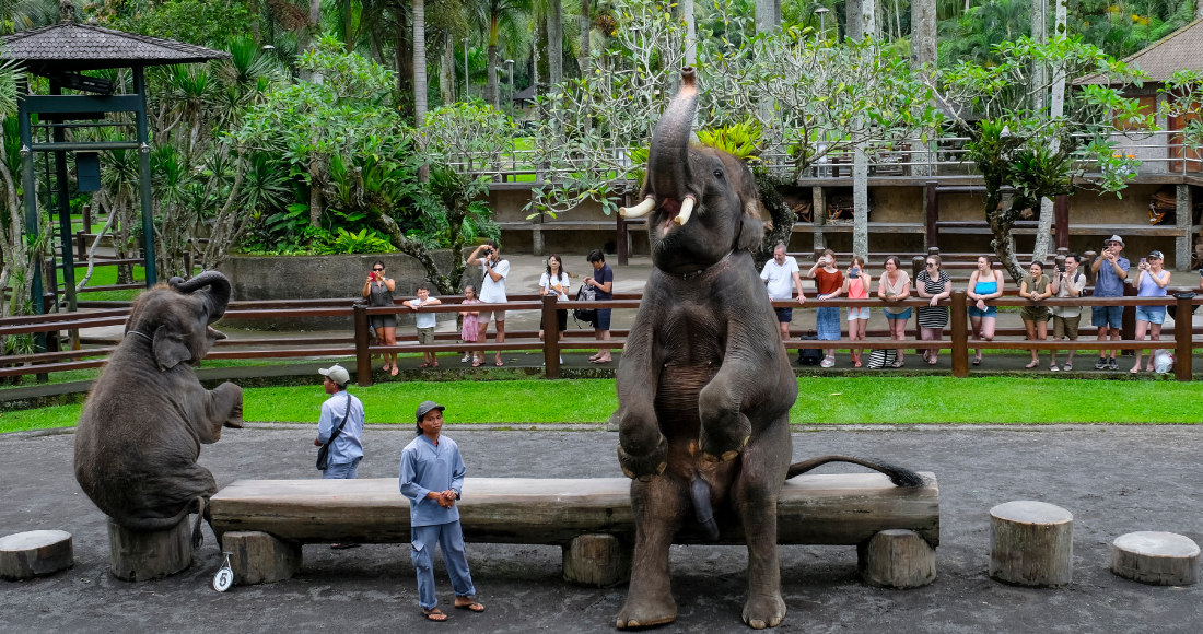 可愛らしい象たちのパフォーマンスが見れるエレファントショー