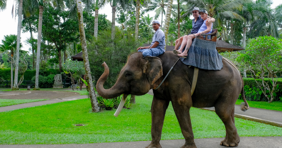 バリの熱帯雨林を進むスリリングな象乗り体験！エレファントライド