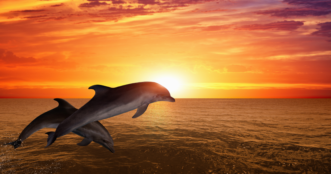 夕陽にシルエットを浮かべて泳ぐイルカの群れ