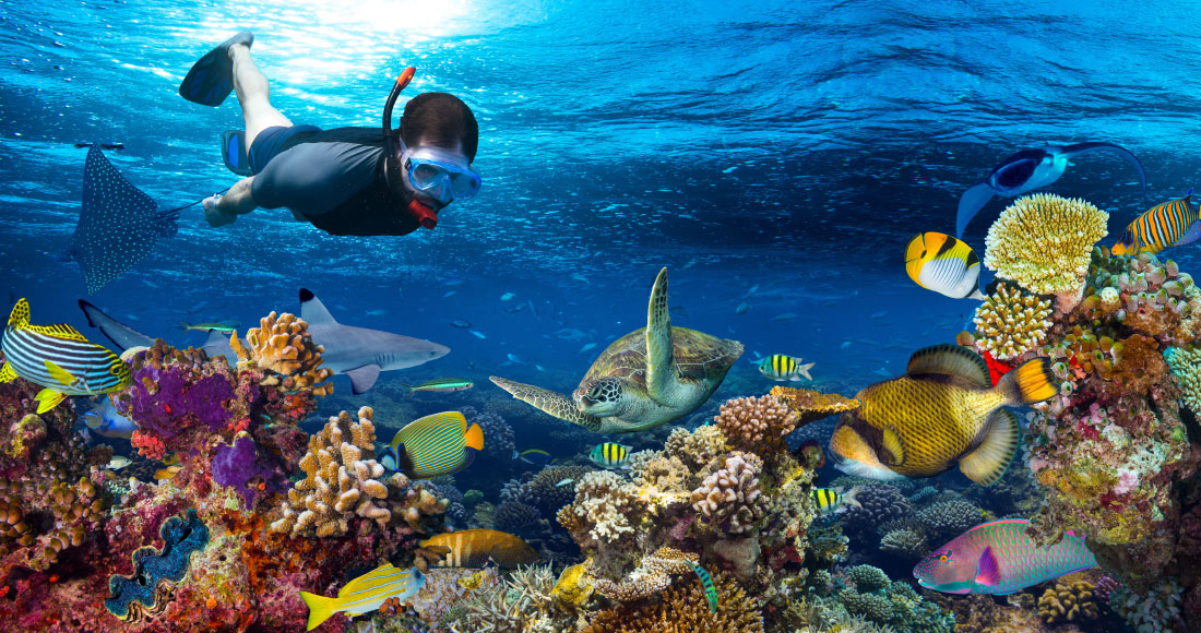 カラフルな熱帯魚が舞い泳ぐ珊瑚の海の美しさに感動！