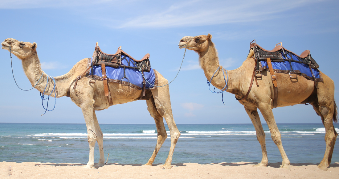 ヌサドゥアビーチの青い空と白い砂浜を背景に、ラクダ乗りを楽しみましょう！