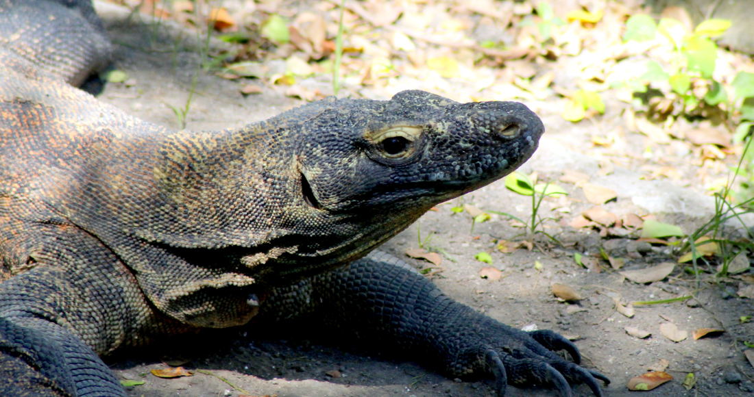 インドネシアのコモド島に生息するオオトカゲ、コモドドラゴン