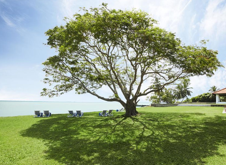 バワが愛したジェットウィング ラグーンのシンボルツリー「テンプルフラワーの木」